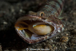 This lizard fish had his mouth full with Nemo. I found it... by Vincenzo Apuzzo 